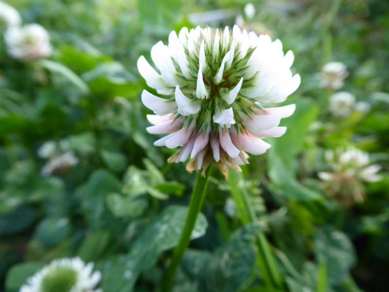 Clover Honey Canaan Honey